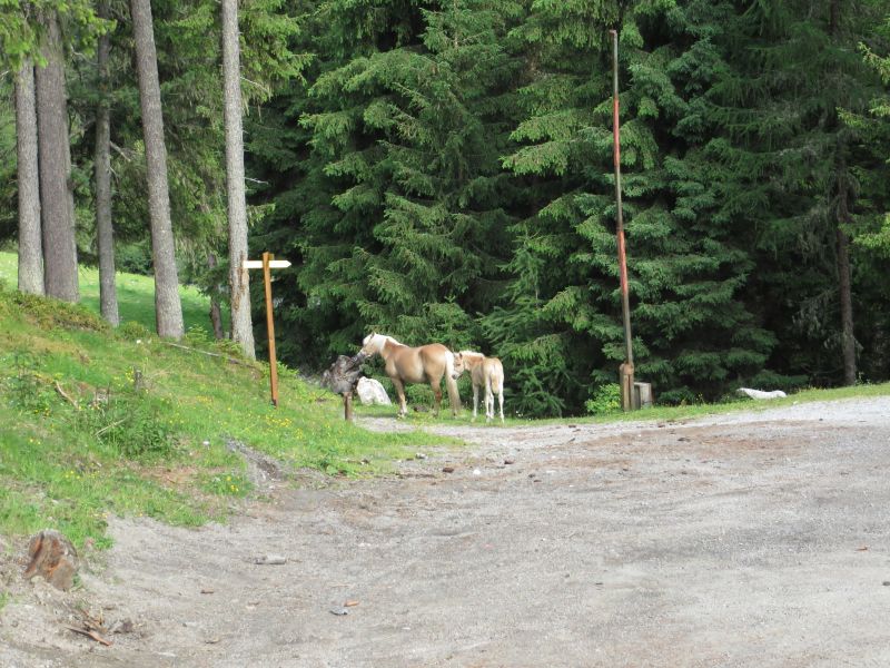 Feuerstuhl kuehtaisattel_030.jpg